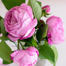 Load image into Gallery viewer, Pink Picasso Paint Kits