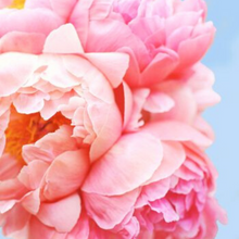 Load image into Gallery viewer, Pink Picasso Paint Kits