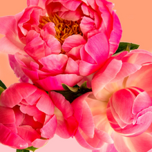 Load image into Gallery viewer, Pink Picasso Paint Kits
