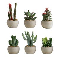Assorted Succulents in Ceramic Pot